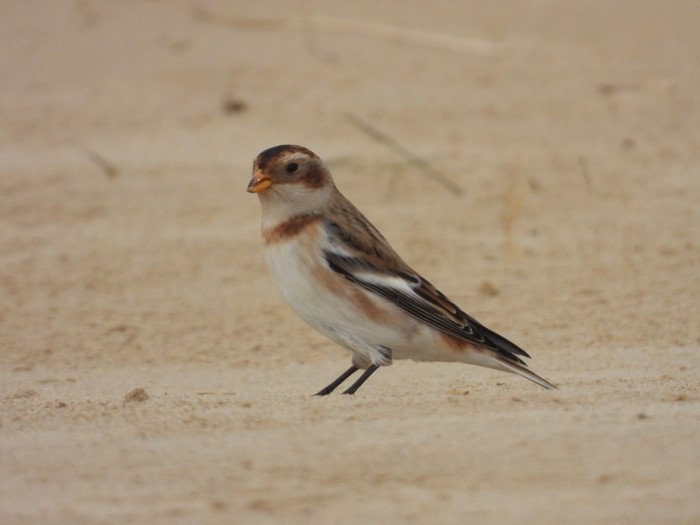 Snow bunting