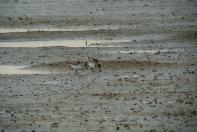Semipalmated Sandpiper