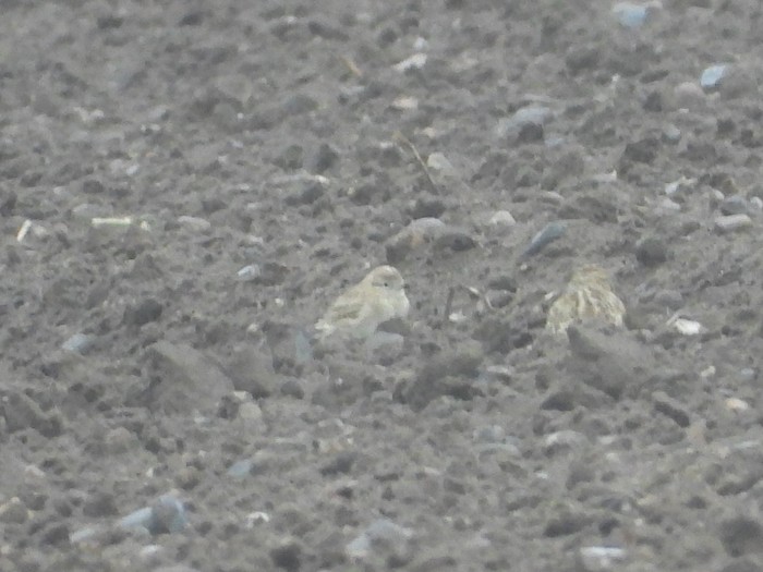 Short-toed Lark