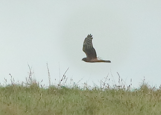 Hen Harrier