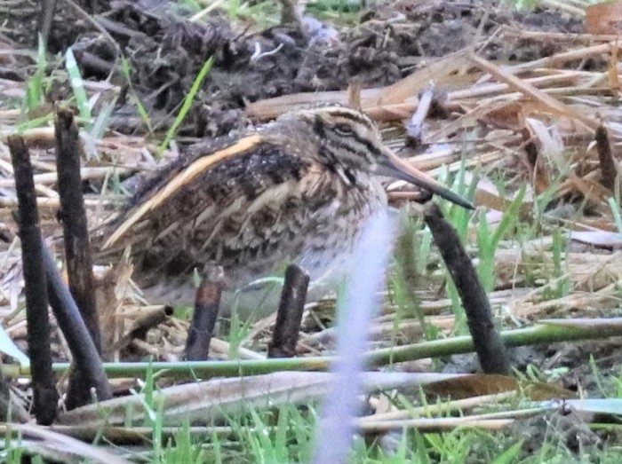 Jack Snipe