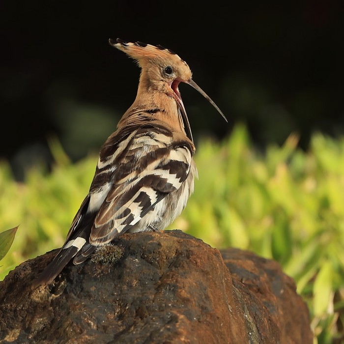 Hoopoe