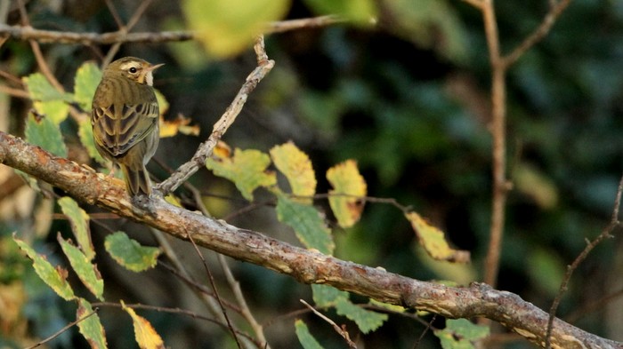 Olive-backed Pipit