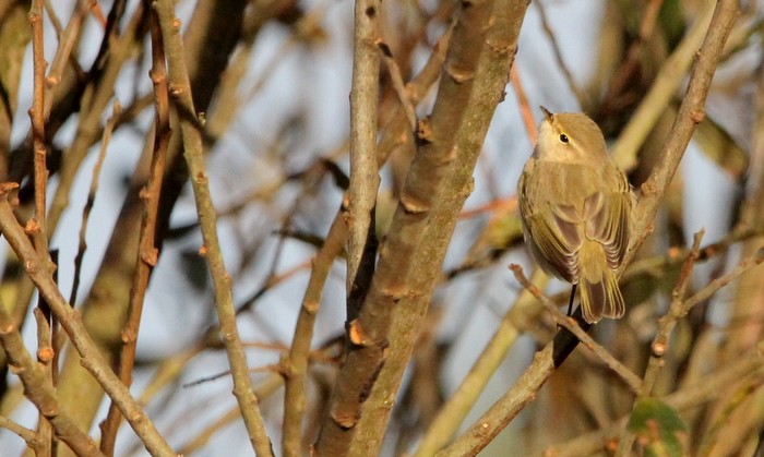 Siberian Chiffchaff