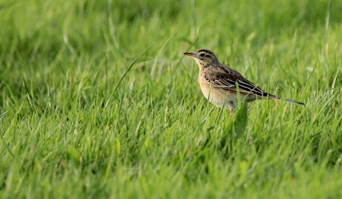 Richard's Pipit