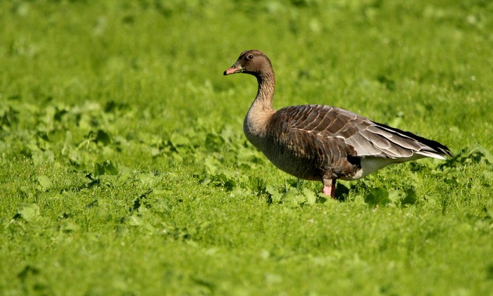 Pink-footed Goose