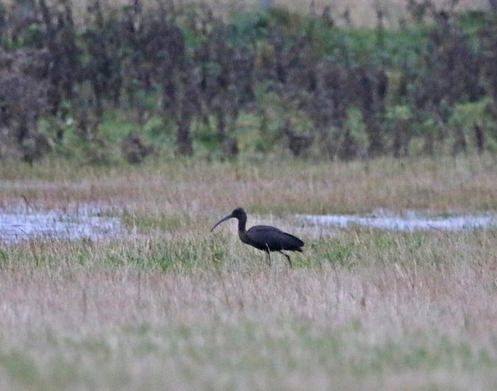Glossy Ibis