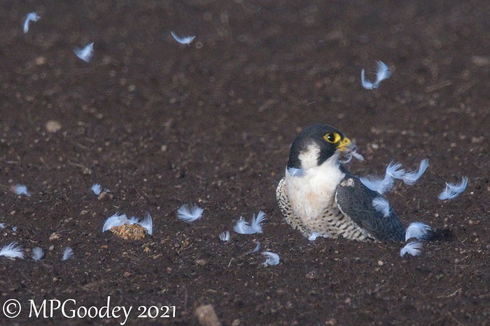 Peregrine