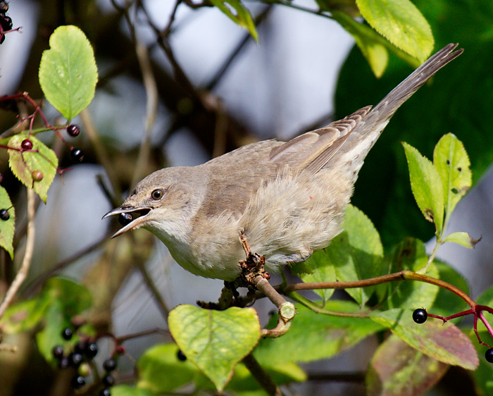 Barred Warbler
