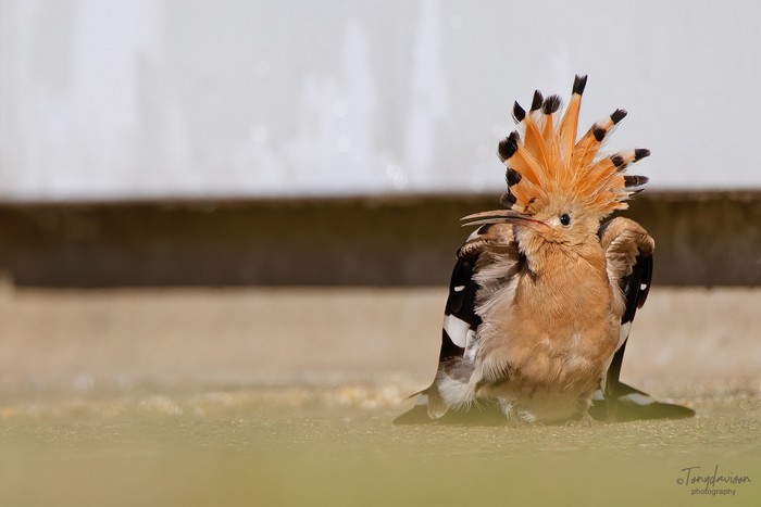 Hoopoe
