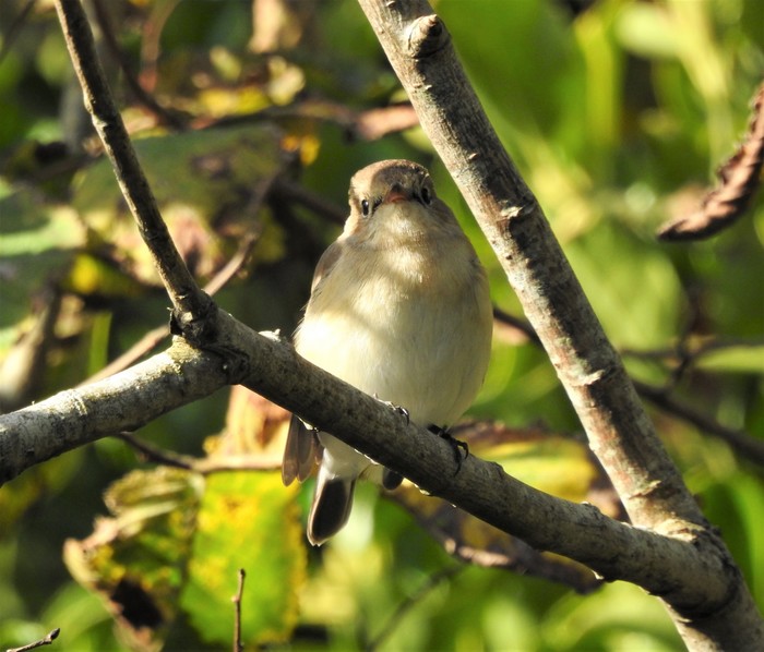Red-breasted Flycatcher