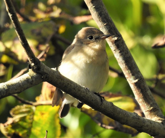 Red-breasted Flycatcher