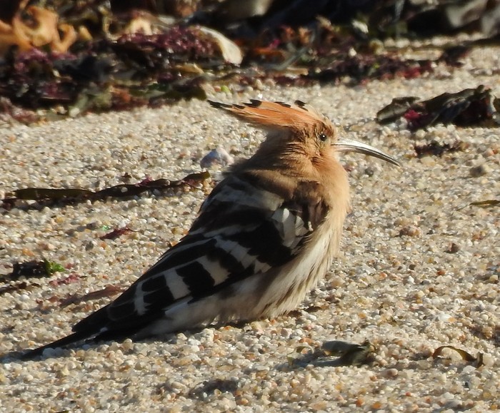 Hoopoe