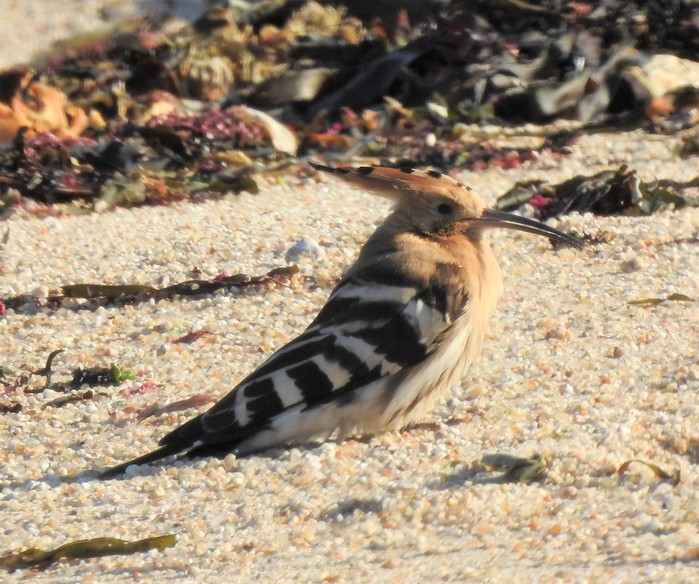 Hoopoe 