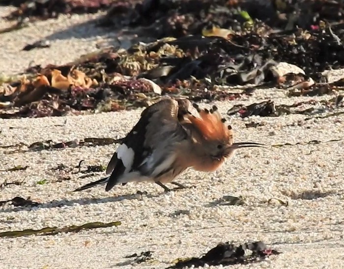 Hoopoe