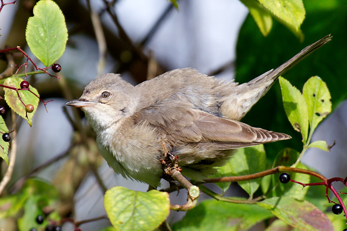 Barred Warbler