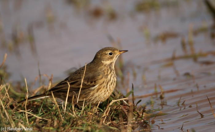 American Buff-bellied Pipit