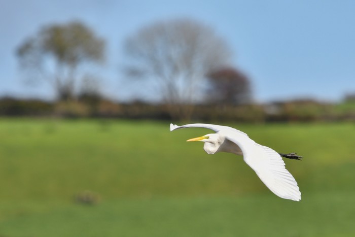 Great White Egret