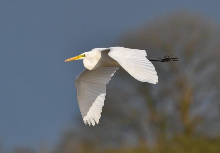 Great White Egret