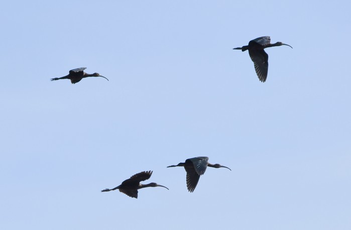 Glossy Ibis