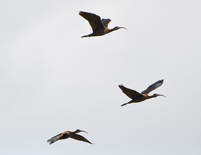 Glossy Ibis
