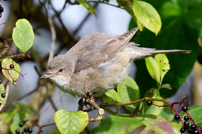 Barred Warbler