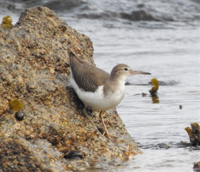 Spotted Sandpiper