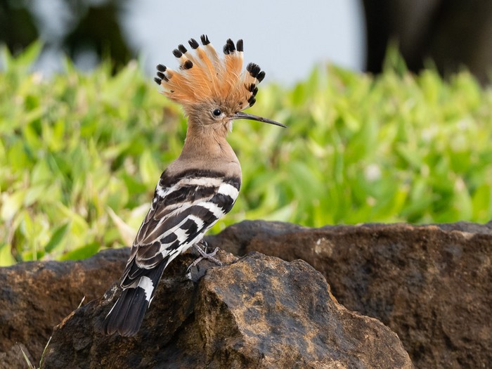 Hoopoe
