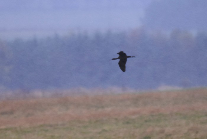 Glossy Ibis