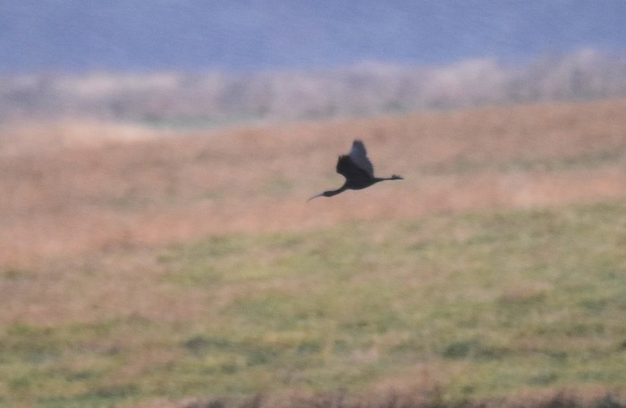 Glossy Ibis
