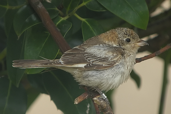 Woodchat Shrike