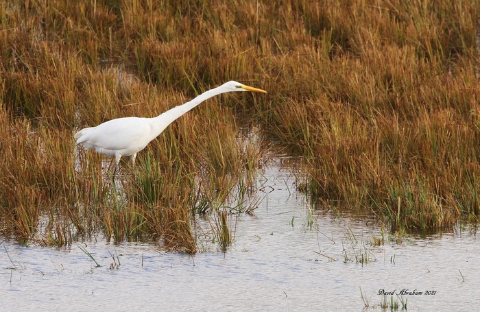 Great White Egret 
