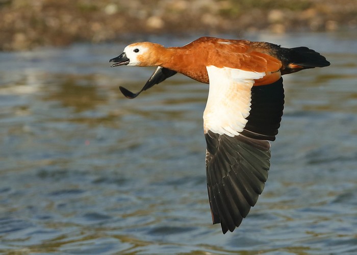 Ruddy Shelduck