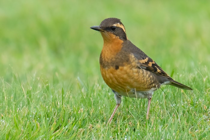 Varied Thrush