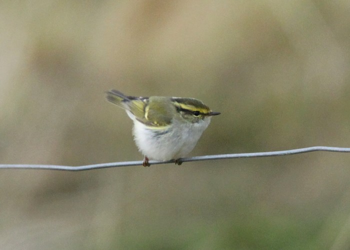 Pallas's Warbler