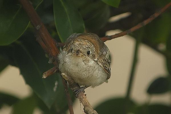 Woodchat Shrike
