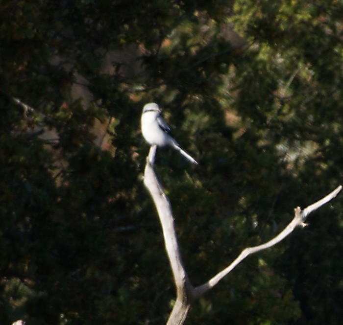Great Grey Shrike