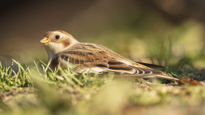 Snow Bunting