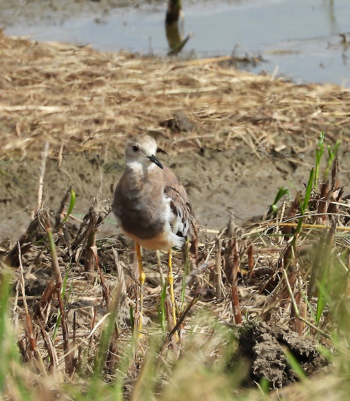 White-tailed Lapwing
