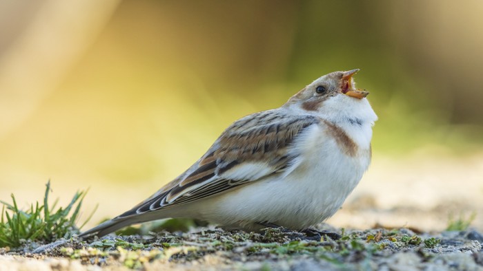 Snow Bunting