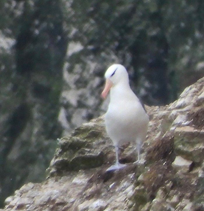 Black-browed Albatross