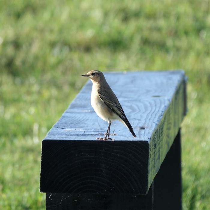 Wheatear
