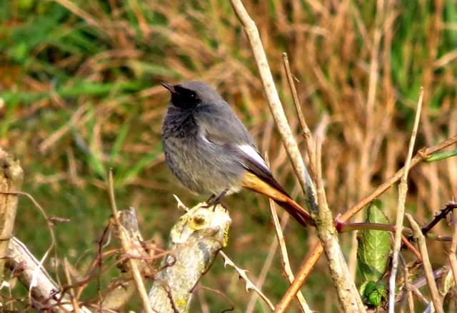 Black Redstart