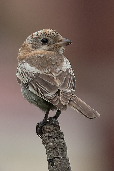 Woodchat Shrike