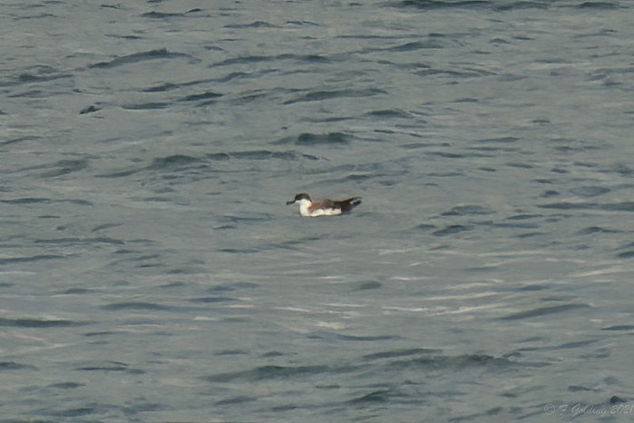 Great Shearwater