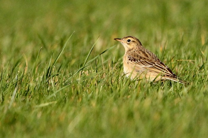 Richard's Pipit