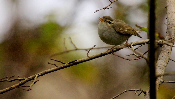 Arctic Warbler