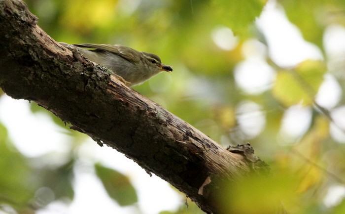 Arctic Warbler