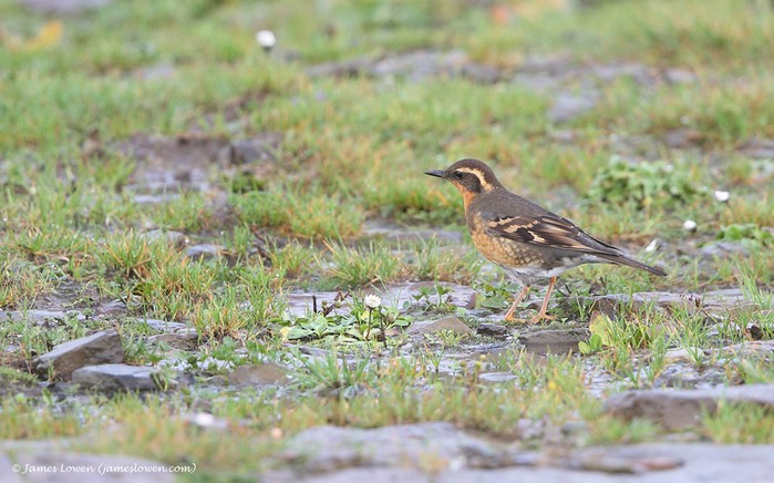 Varied Thrush
