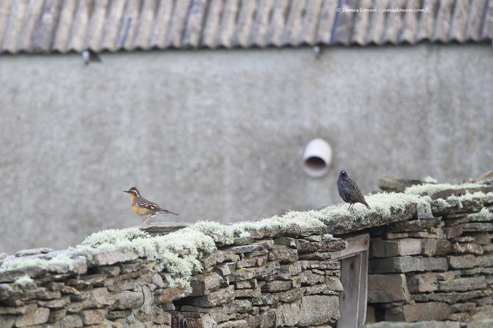 Varied Thrush